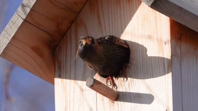 Скворцы заселяются в дом. Starlings prepare their home смотреть онлайн