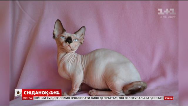 У гостях Сніданку – власниця манчкінів та її улюбленці смотреть онлайн