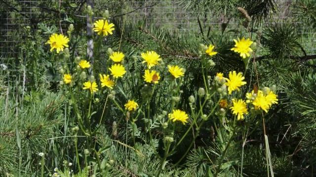 Песнь поля в жаркий полдень / Желтые цветы на фоне елок Русская природа - видео для отдыха и релакс смотреть онлайн
