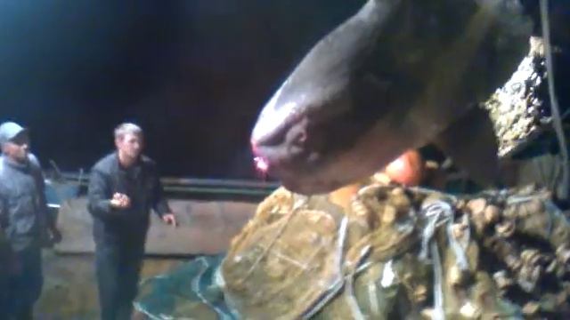 Рыба без хвоста? (Вы такого ещё не видели) FISH MOON