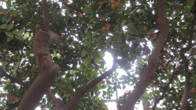 Citrus Mitis Calamondin Miniature Orange