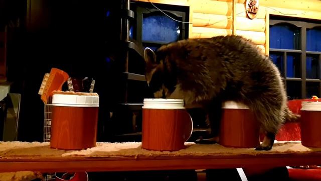 Енот полоскун кручу верчу) смотреть онлайн