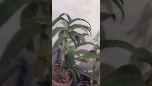 Dendrobium -end of growth period,Orchids preparing for winter dormant period смотреть онлайн