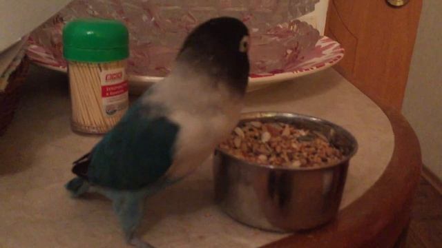 Лакомство для неразлучников смотреть онлайн