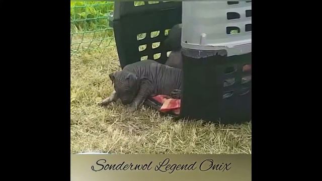 Xolo For Sale / щенки Ксоло