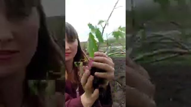 Каркас теплицы из веток ивы смотреть онлайн