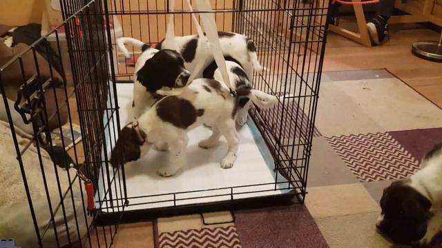 8 Week Old English Springer Spaniel Puppies, Puppy's, Puppy