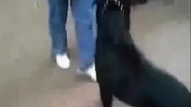 пес кинулся на кота смотреть онлайн