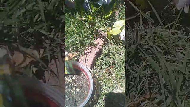 Vegetable And Fruit Garden Spring 2018 смотреть онлайн
