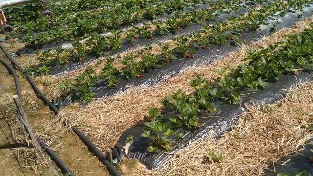 Маточник для саженцев клубники. Belklubnika.by.mp4 смотреть онлайн