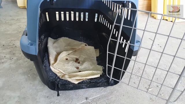 #215 "СОНЯ" привыкает к новому дому и "ORSO"/Котики и собаки/Переехали в Россию. смотреть онлайн