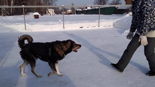 Забежала соседская собака. смотреть онлайн