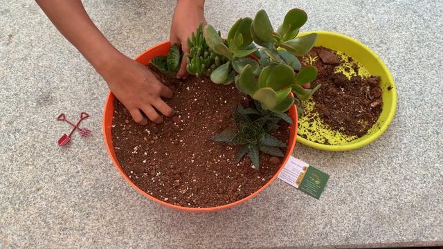 DIY MINI GARDEN- JUNGLE HOME смотреть онлайн