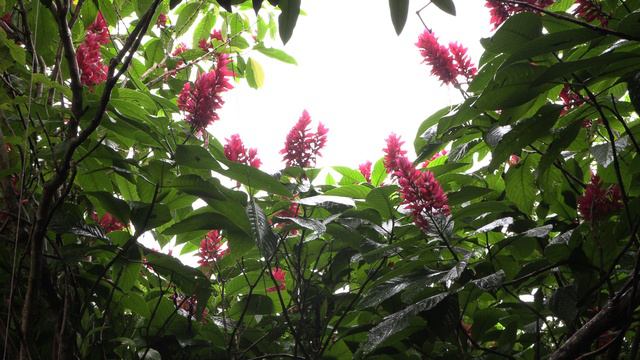 Large tropical wild plants with pink, purple flowers in Panama with green leaves смотреть онлайн