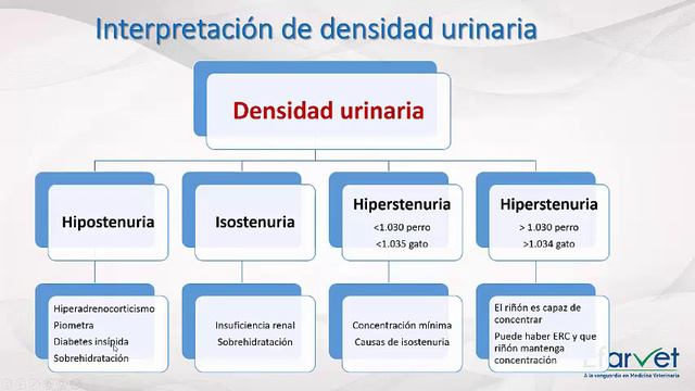 Evaluación de la función renal смотреть онлайн