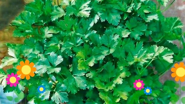 Петрушка листовая Обыкновенная. Краткий обзор, описание характеристик, где купить семена смотреть онлайн