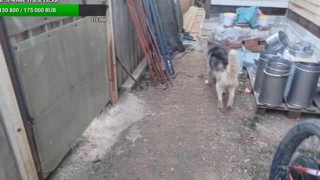 день рождения хаски Шанса и Прайда 5 лет братьям смотреть онлайн