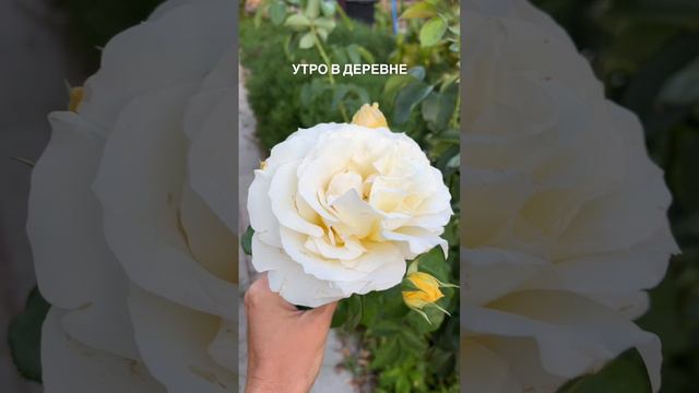 Доброе утро☀️