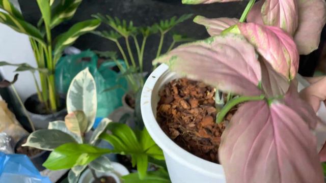 แนะนำต้นไม้กลุ่มซิงโกเนียม (Syngonium) ที่น่าสนใจ