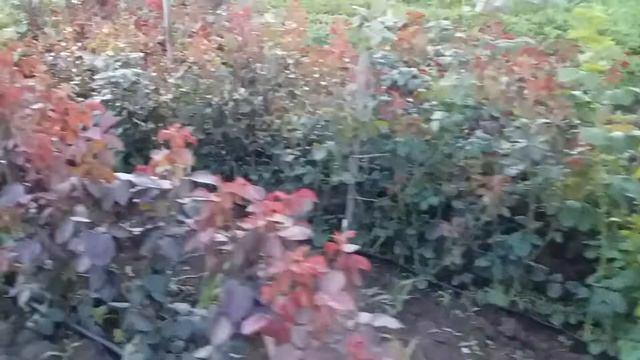 Саженцы роз уже на бутонах?????? смотреть онлайн