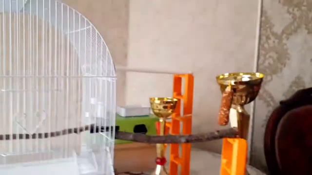 😯У КОГО ЛУЧШЕ?😯ВИДЕО С ПОПУГЕМ ЯШЕЙ!🦜/Йорик Майк/ смотреть онлайн