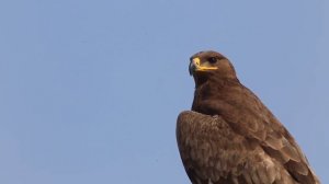 Познавательное видео про орла