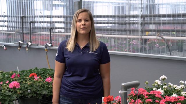 Moxie Interspecific Geranium Culture Highlight - Finishing смотреть онлайн