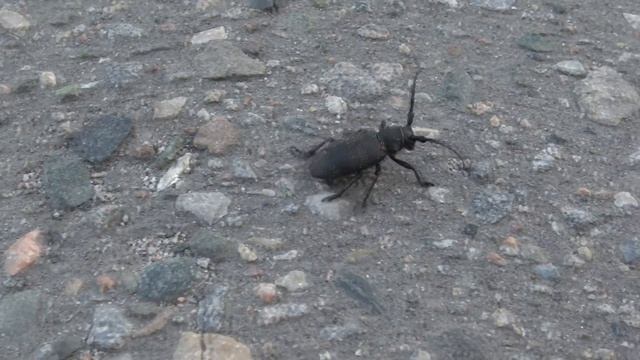 ЖУК УСАЧ, ЖУК ДРОВОСЕК (4K, UHD) смотреть онлайн