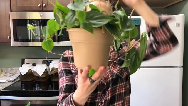 My top 5 favorites house plant @ the current time💖😜 смотреть онлайн