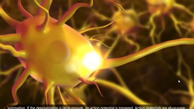 Nerve Impulse Molecular Mechanism [3D Animation] смотреть онлайн