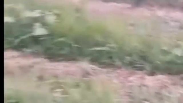 Удобрения для сои, фасоли, люцерны, нута… смотреть онлайн