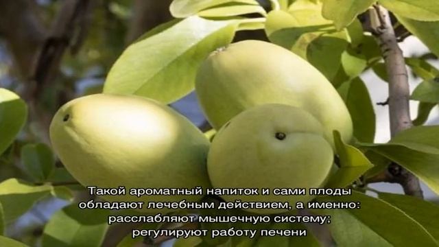 Полезные свойства китайской айвы — кладезя витаминов смотреть онлайн