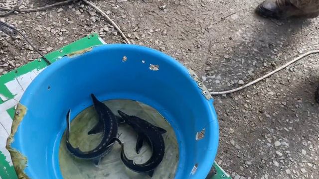 Разведение осетра и форели, в домашних условиях! смотреть онлайн