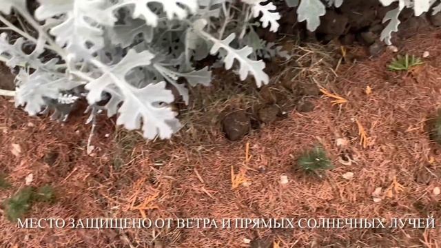 Как сохранить хвойные в горшках зимой. 5 ВАРИАНТОВ смотреть онлайн