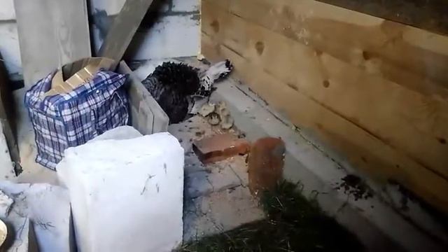 Индюшка принимает чужих индюшат. смотреть онлайн