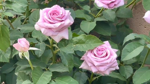Violet’s Pride Rose|Violet’s Pride Tree Rose | Weeks Roses|Tree Rose| Floribunda Rose|Beautiful Ros