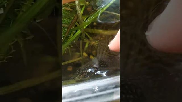 Анциструс, рыба кот, можно гладить. Ancistrus Dolichopterus. CatFish