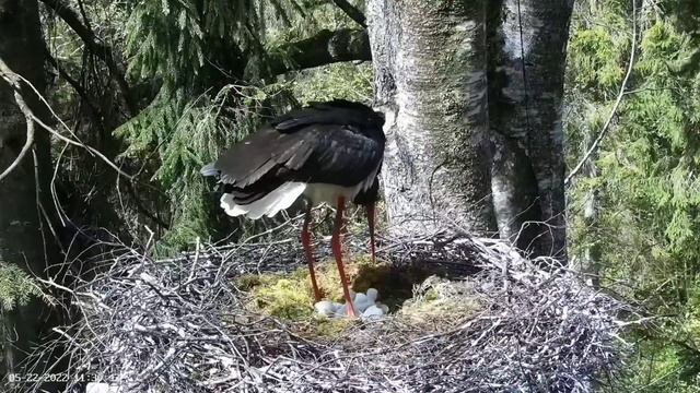 Must-toonekurg2 | Third egg hatched | May 22, 2022 смотреть онлайн