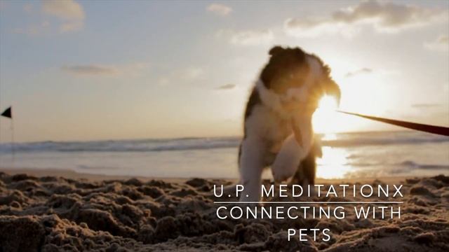 ? MeditationX with Ursula Perl - Spiritual Meditation "Connecting with Pets" смотреть онлайн
