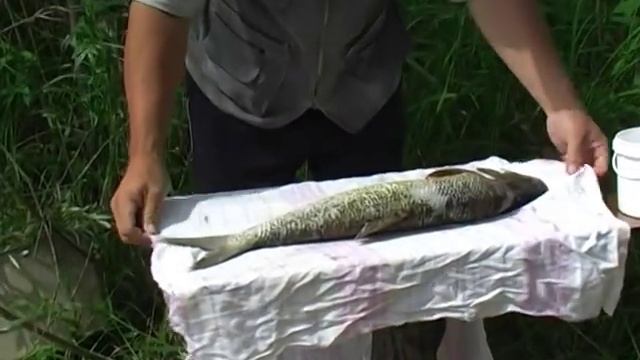 [Школа рыболова] - Жерех (часть 8) смотреть онлайн