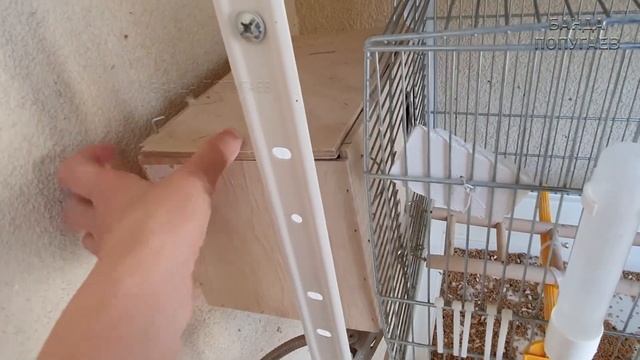 ☕ Жануария сбежала ? Новости из разводных клеток волнистых попугаев смотреть онлайн