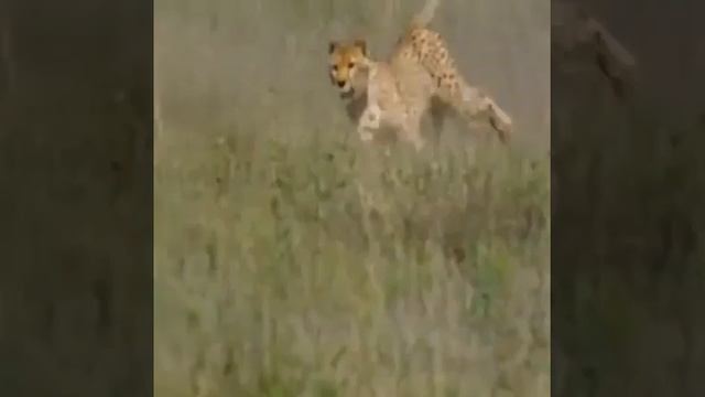 Гепард развивает скорость до 130 км/ч смотреть онлайн