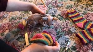 Кофточка для котёнка за 5 минут ? #сфинксы #котики