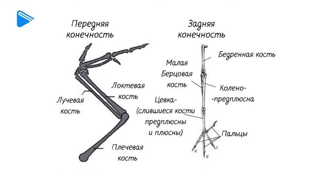 7 класс - Биология - Общая характеристика класса птиц и их происхождение смотреть онлайн
