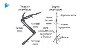 7 класс - Биология - Общая характеристика класса птиц и их происхождение