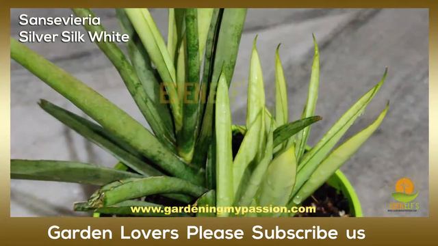 Silver Silk White  | Sansevieria Silver Silk White | My Sansevieria Collection | Plant No 38