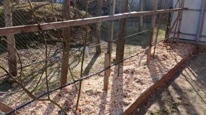 Работы весной с ежевикой Небеса могут подождать. Как обрезаем и мульчируем.