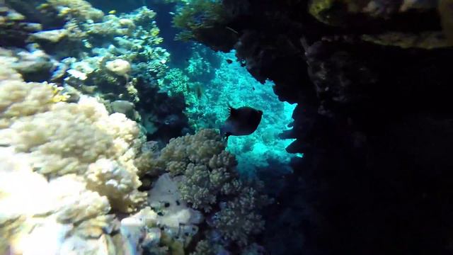 ПАША \ КРАСНОЕ МОРЕ \ 2015 смотреть онлайн