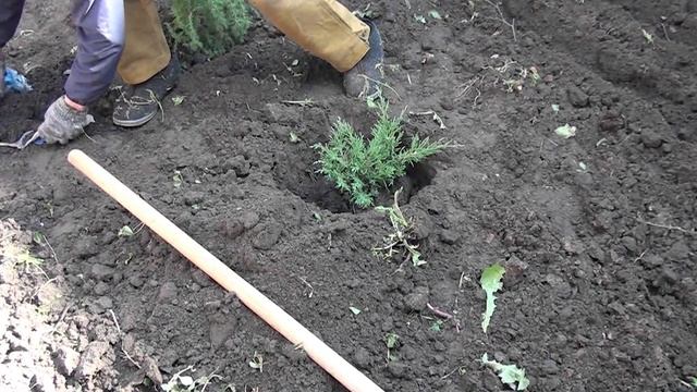 Вот почему нужно сажать можжевельник возле дома смотреть онлайн