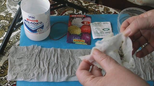 145. Посев астры на рассаду в улитку. смотреть онлайн